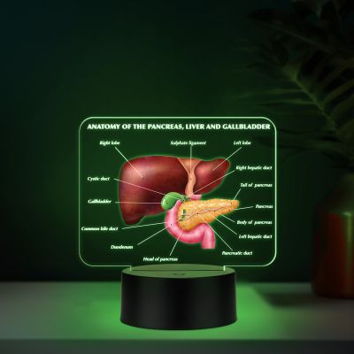 3D Illusion Liver Function LED Night Lamp Educational Study Table Lamp with 7 Color Changing Light Medical Student Room & Doctor Clinic Decor